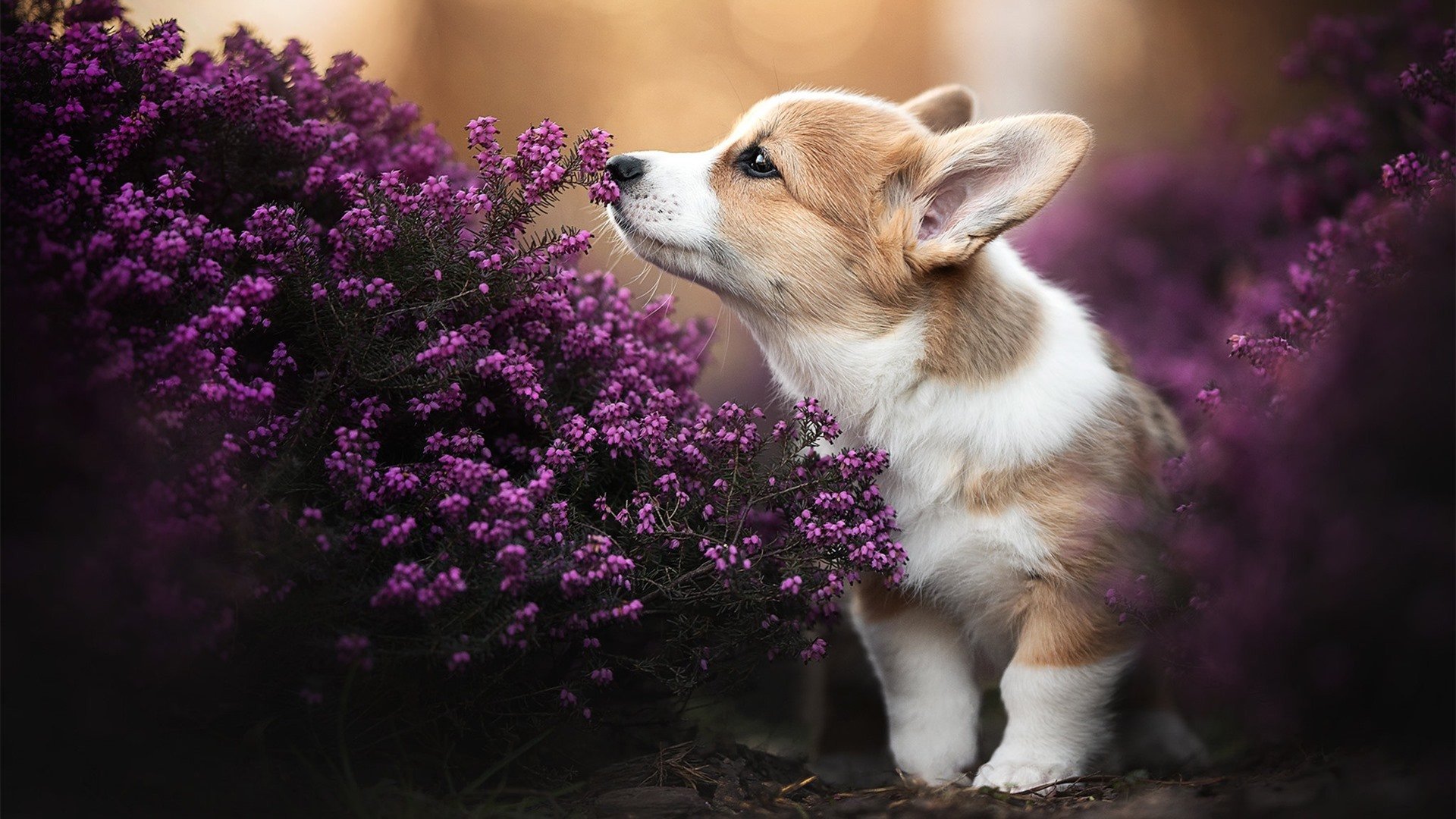 全国大学生篮球锦标赛火热进行,青年才俊争夺头筹,全国大学篮球比赛