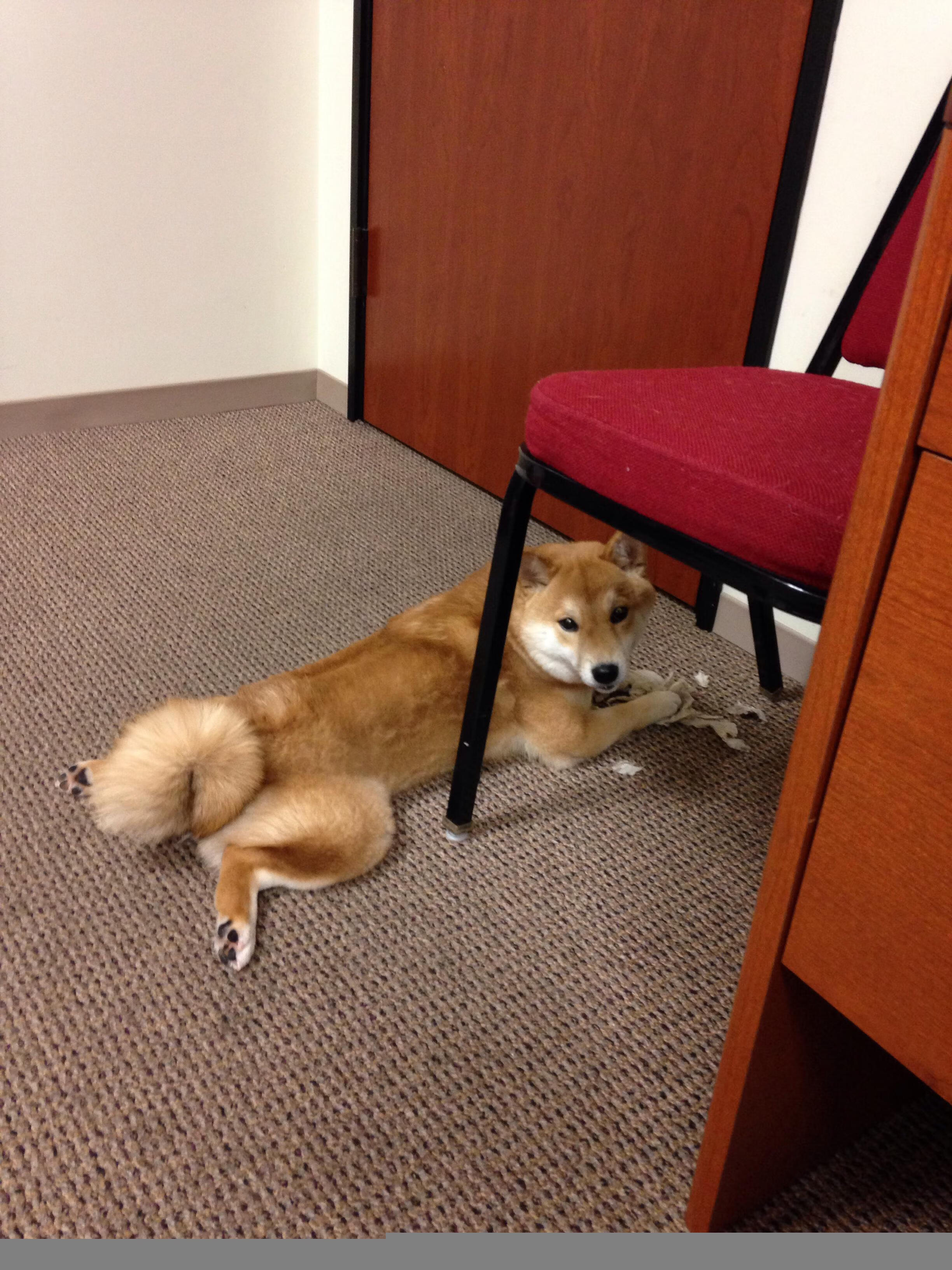 关键数据:北京队投篮命中率达46%,助攻达22次!,北京队篮球队队员