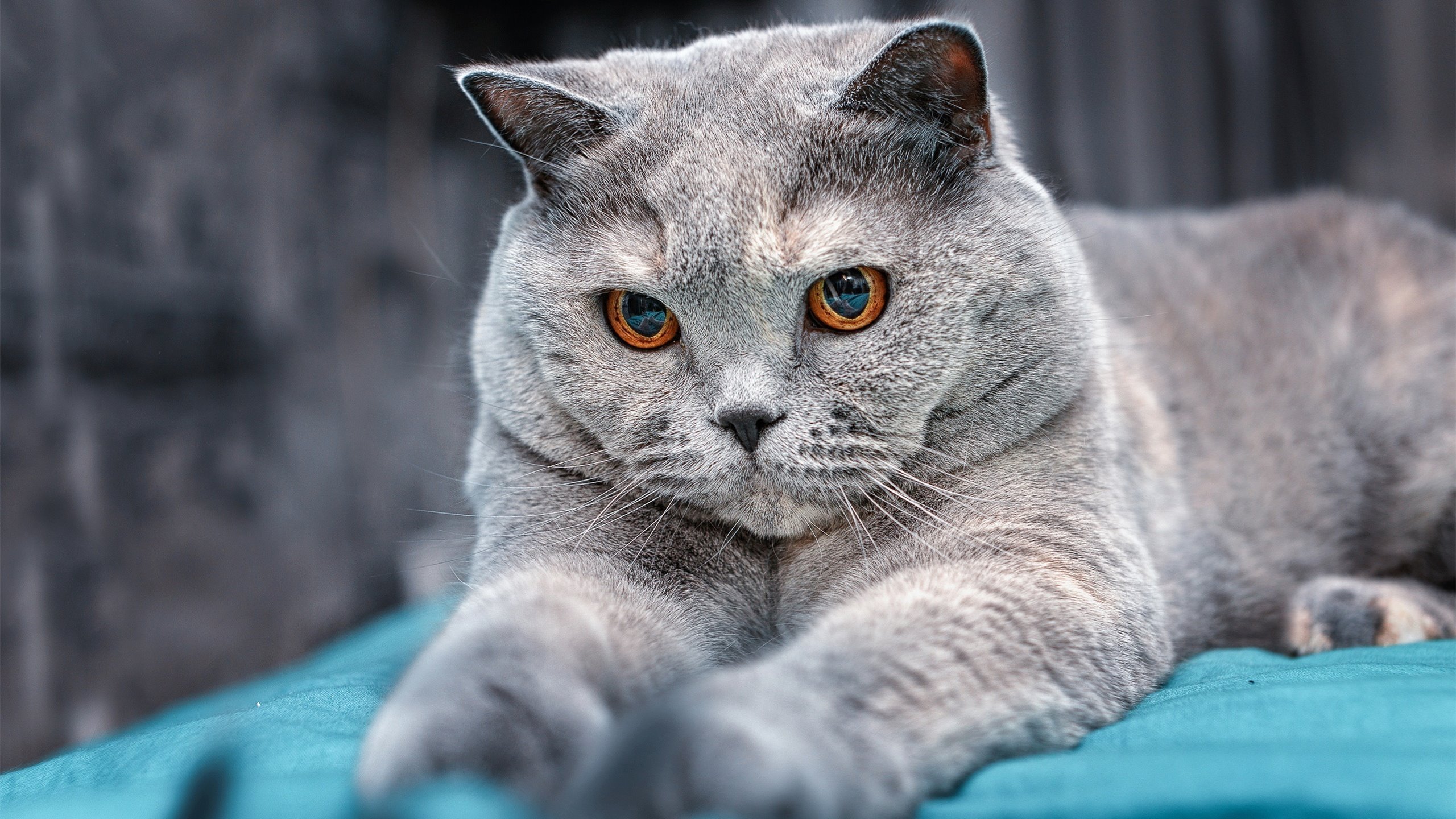 意甲不同风格对抗,球员描述战术改革对比赛节奏和心理战的影响