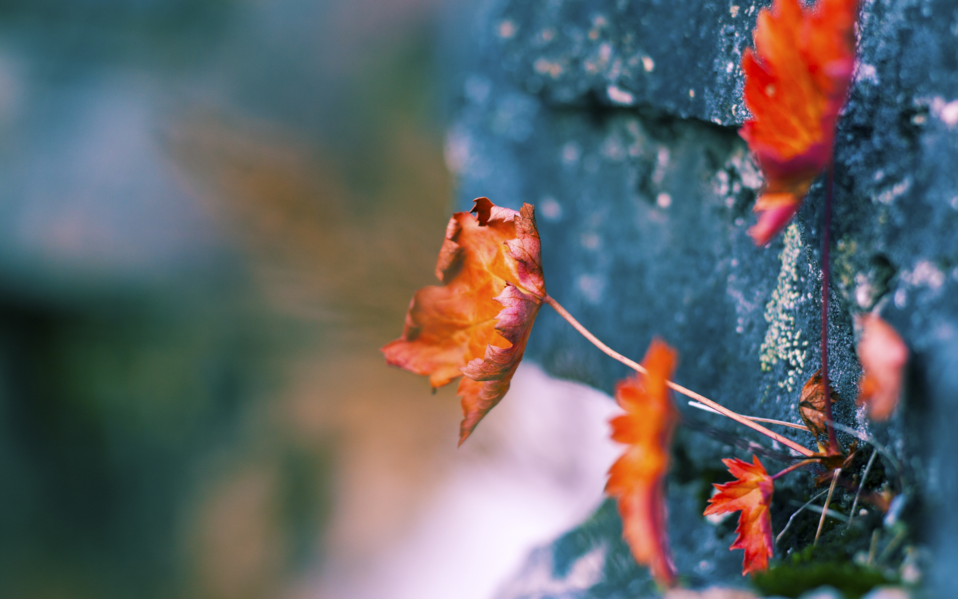 爵士在主场迎战勇士,米切尔的神级表现令人惊叹!,米切尔45分爵士1-0快船