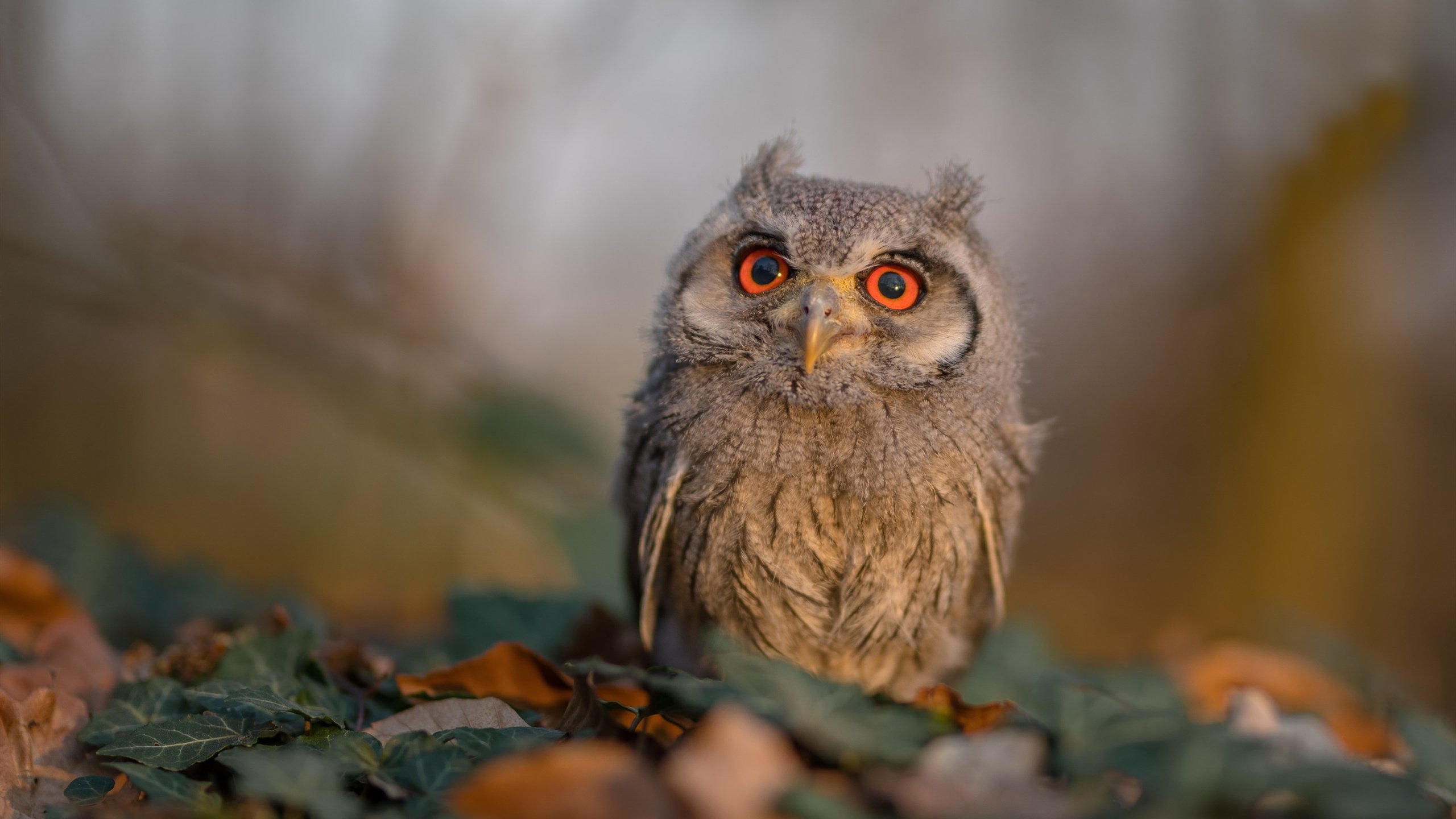 爱游戏下载-一掷千金 越狱奇迹 震惊全联盟，一掷千金组合包