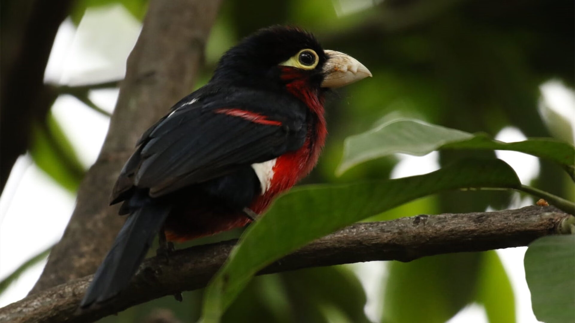 爱游戏中国官方网站平台-公牛绝杀尼克斯，系列赛焦点战中德罗赞三分雨不断，公牛经典比赛