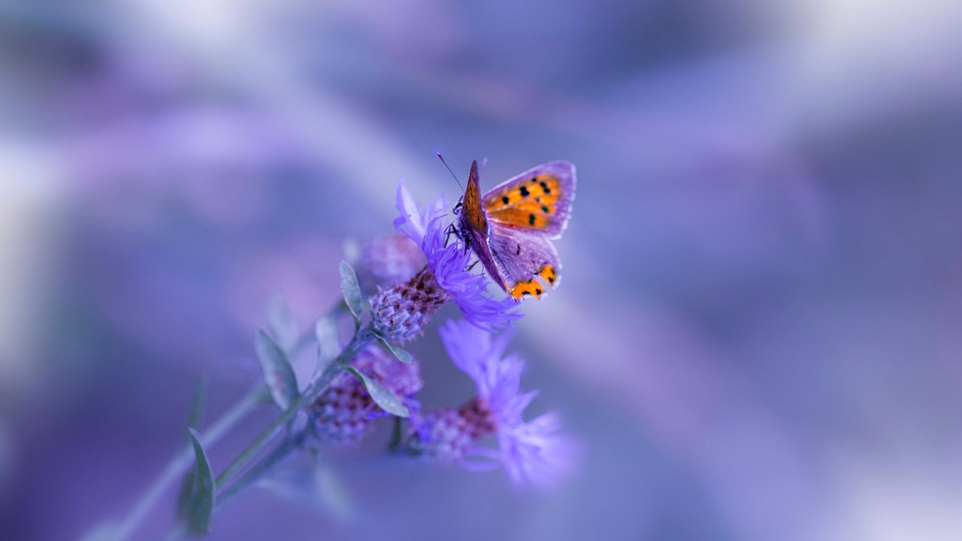 国安抢分无果,永昌客场战胜提前躲离降级区,石家庄永昌 北京国安