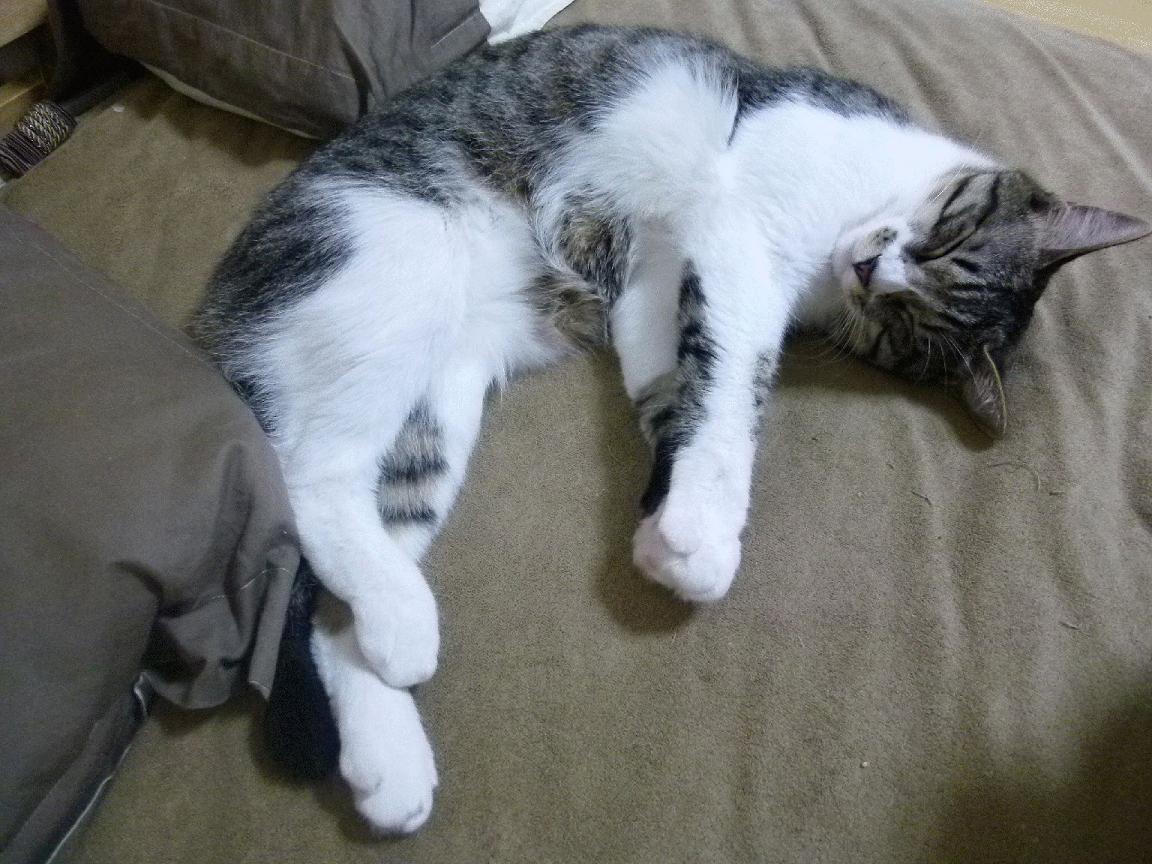 川崎前锋球员伤愈回归,川崎前锋实力