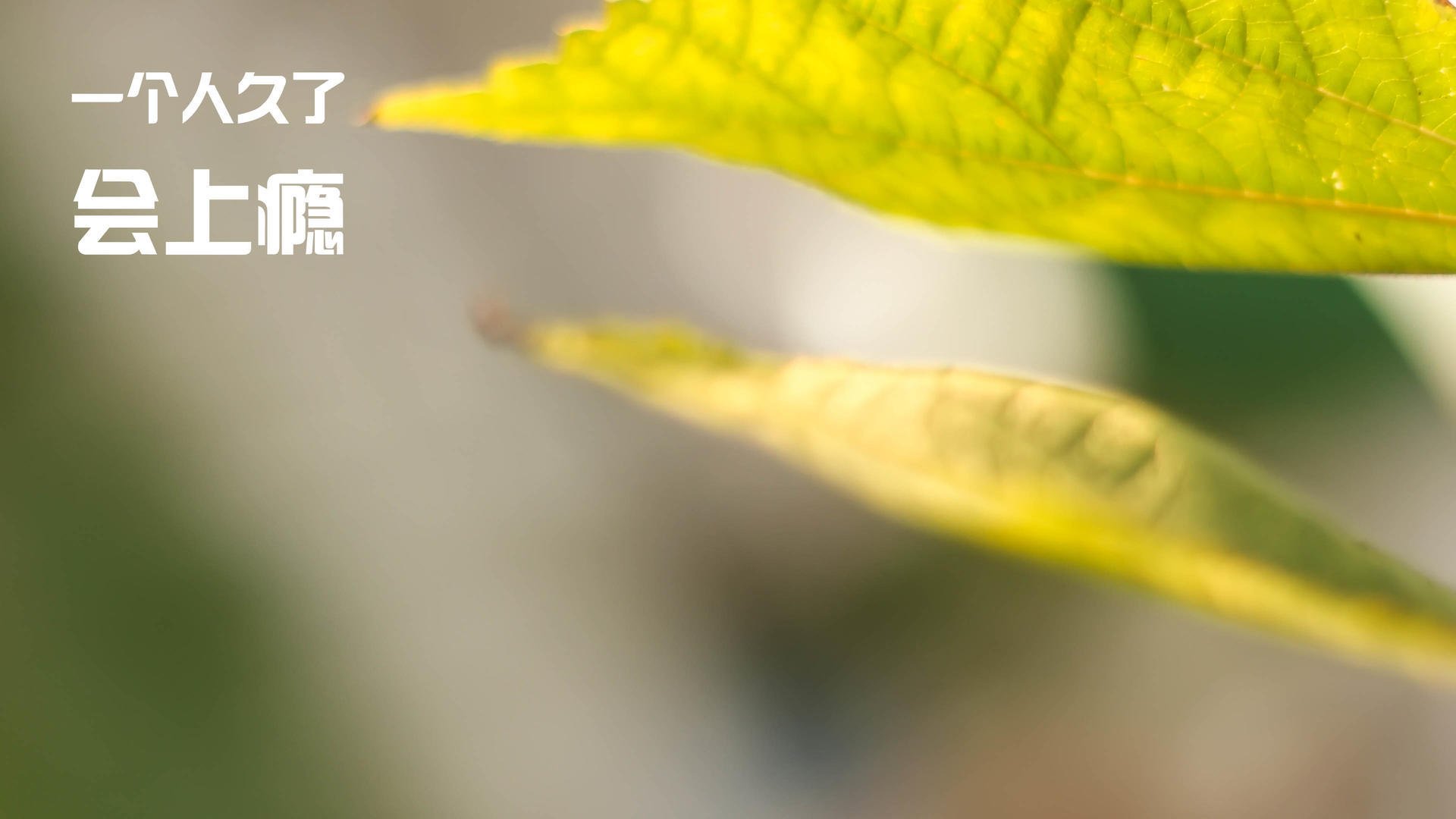 揭秘体操新秀的家庭训练故事,体操家境