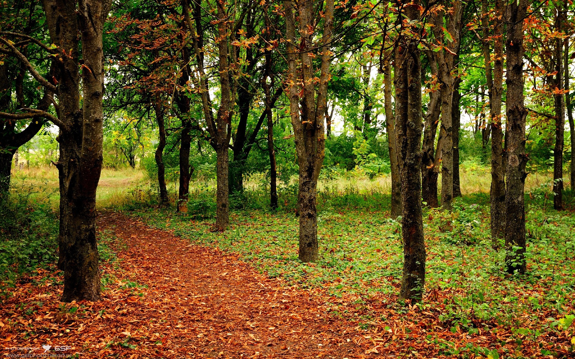 桑托斯球员转会动态,桑托斯 球星