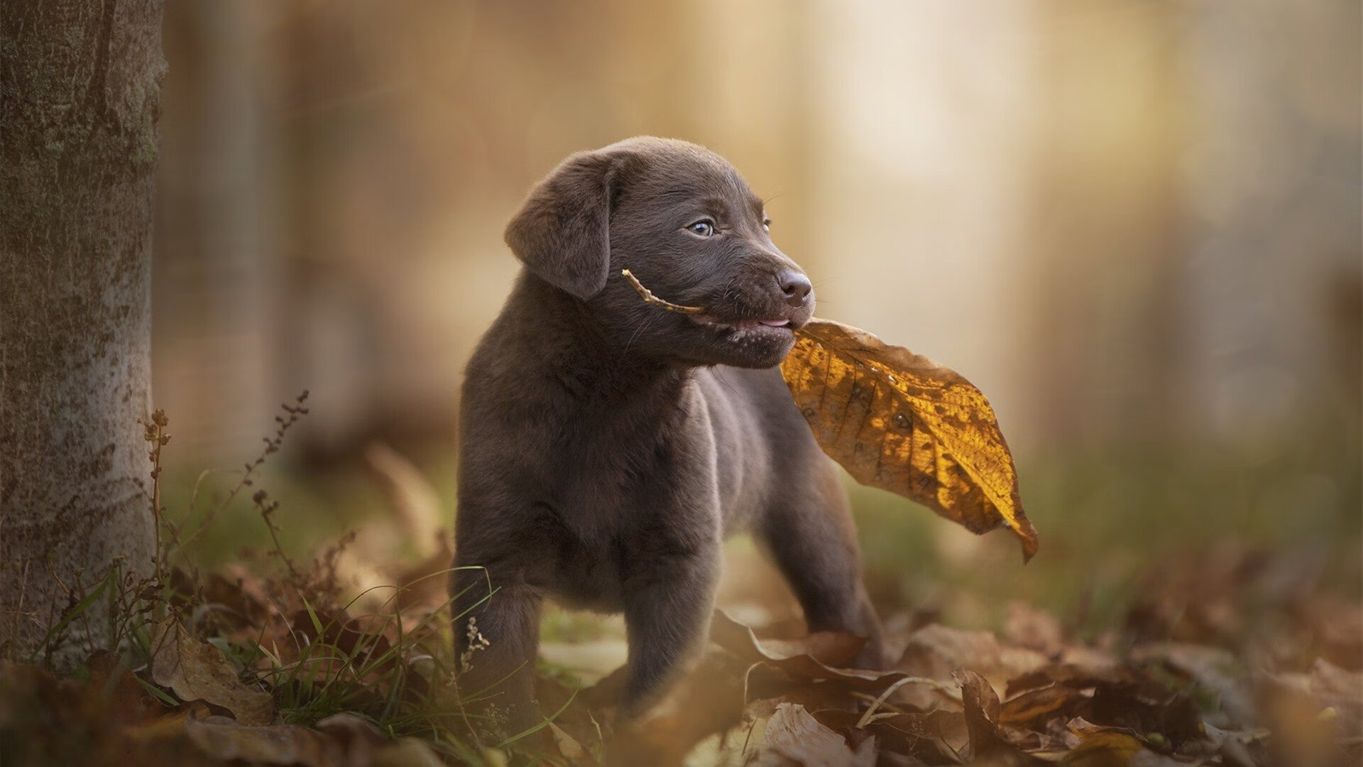 欧国联赛球队实力对比,争夺激烈,欧国联球队实力排名