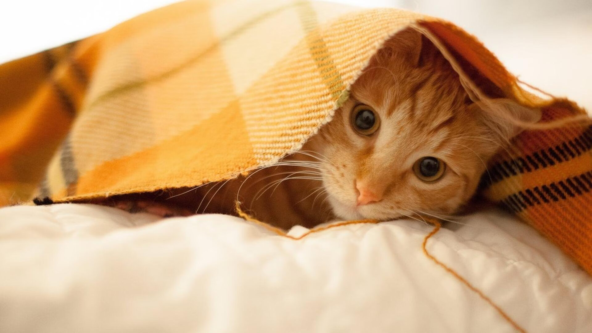 瓦尔迪火线登场,莱斯特城迎战顶尖球队,莱斯特城瓦尔迪的故事