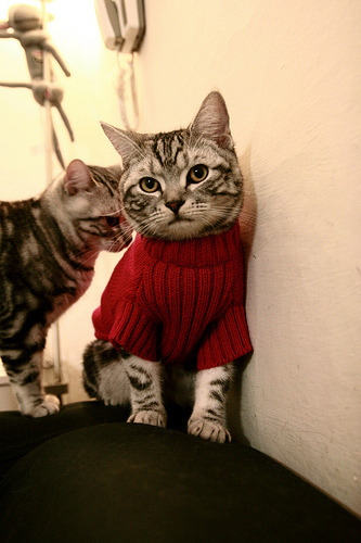 篮球巨星约翰逊将加盟人,具备突破篮坛潜质,nba约翰逊