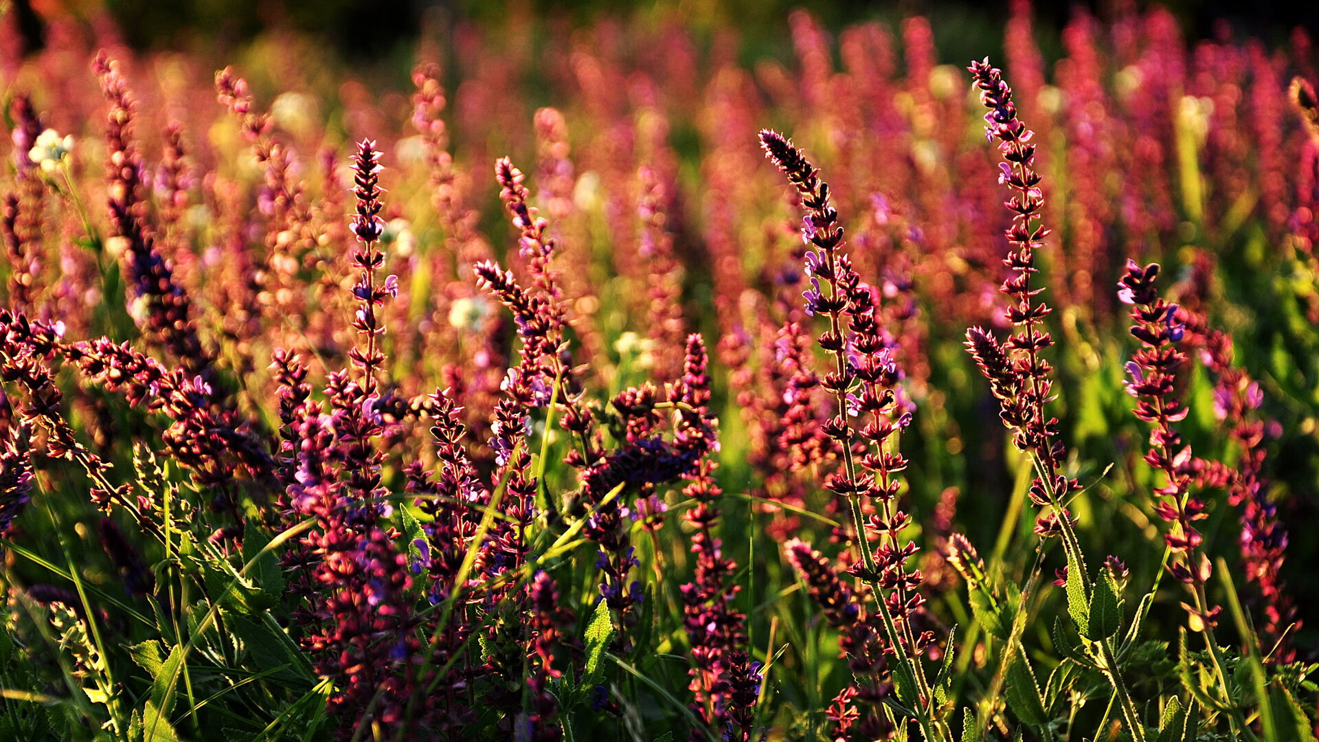 青岛男篮球员竞技状态持续稳定,青岛男篮人员名单