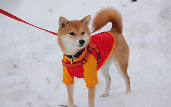 马赛历史首次逆转胜国际米兰,球迷沸腾,马赛主场球迷