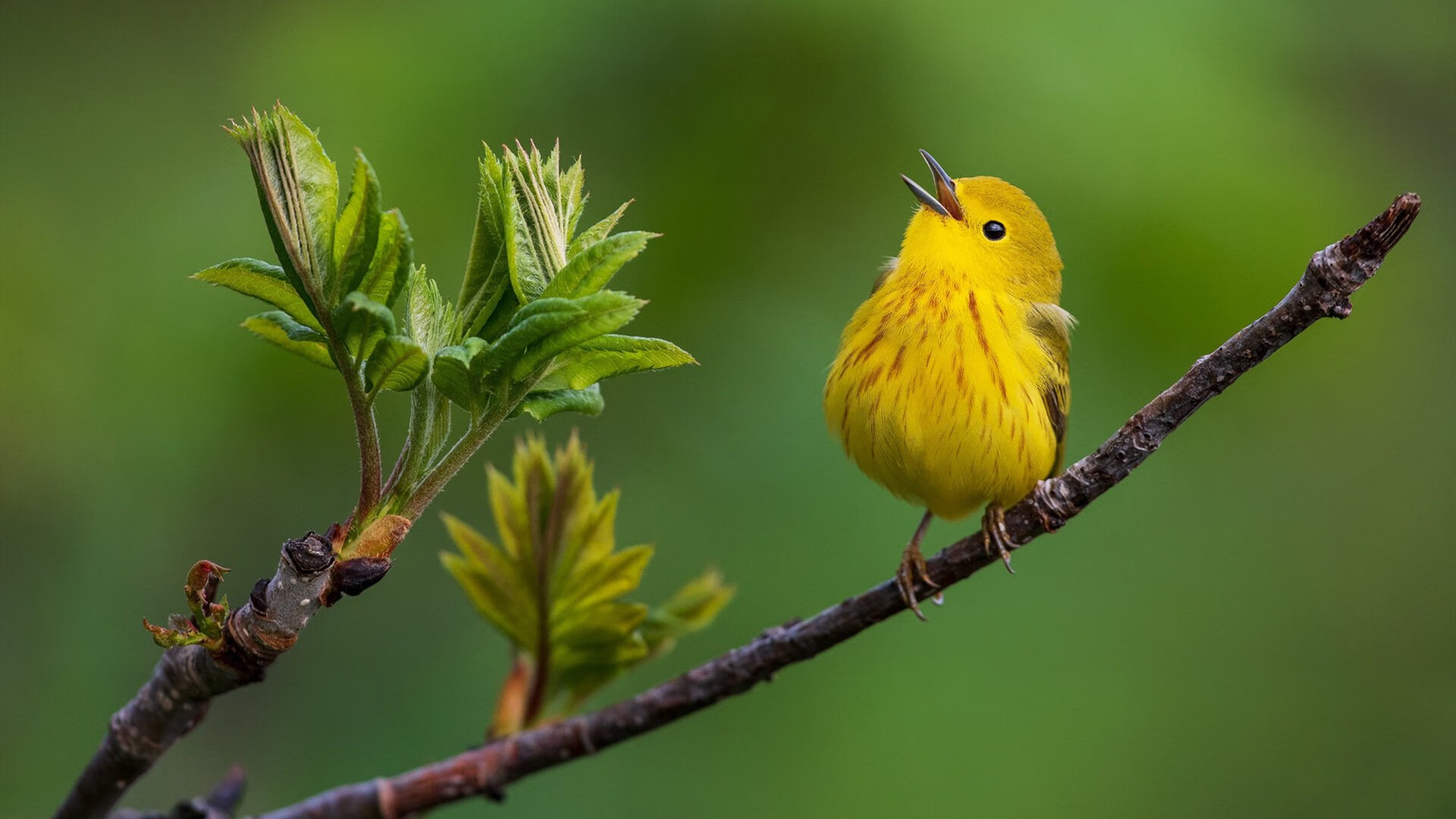 博卡青年门将高接低挡,力保球门,博卡青年2020主场球衣