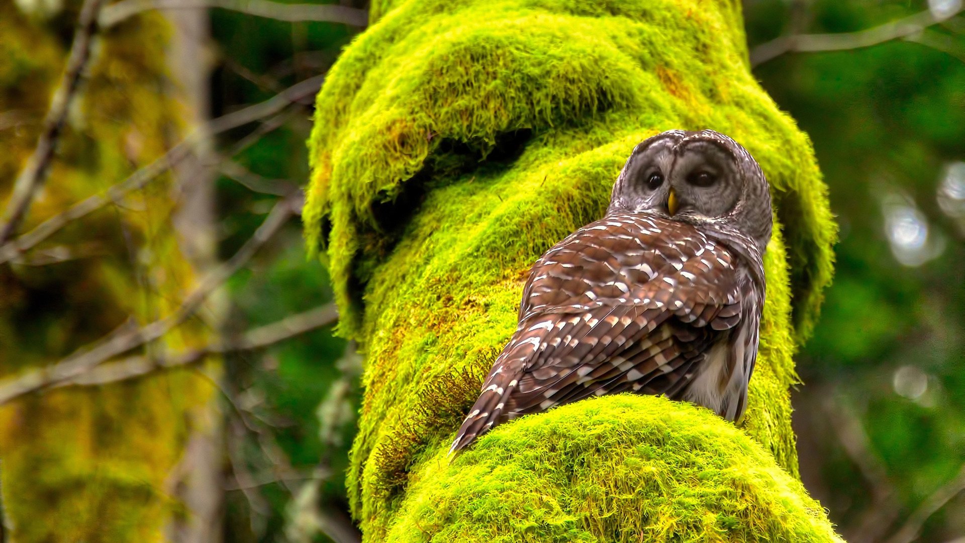 射手伤停对冠军竞争形势的实质影响评估,射手被伤害之后还要原谅吗