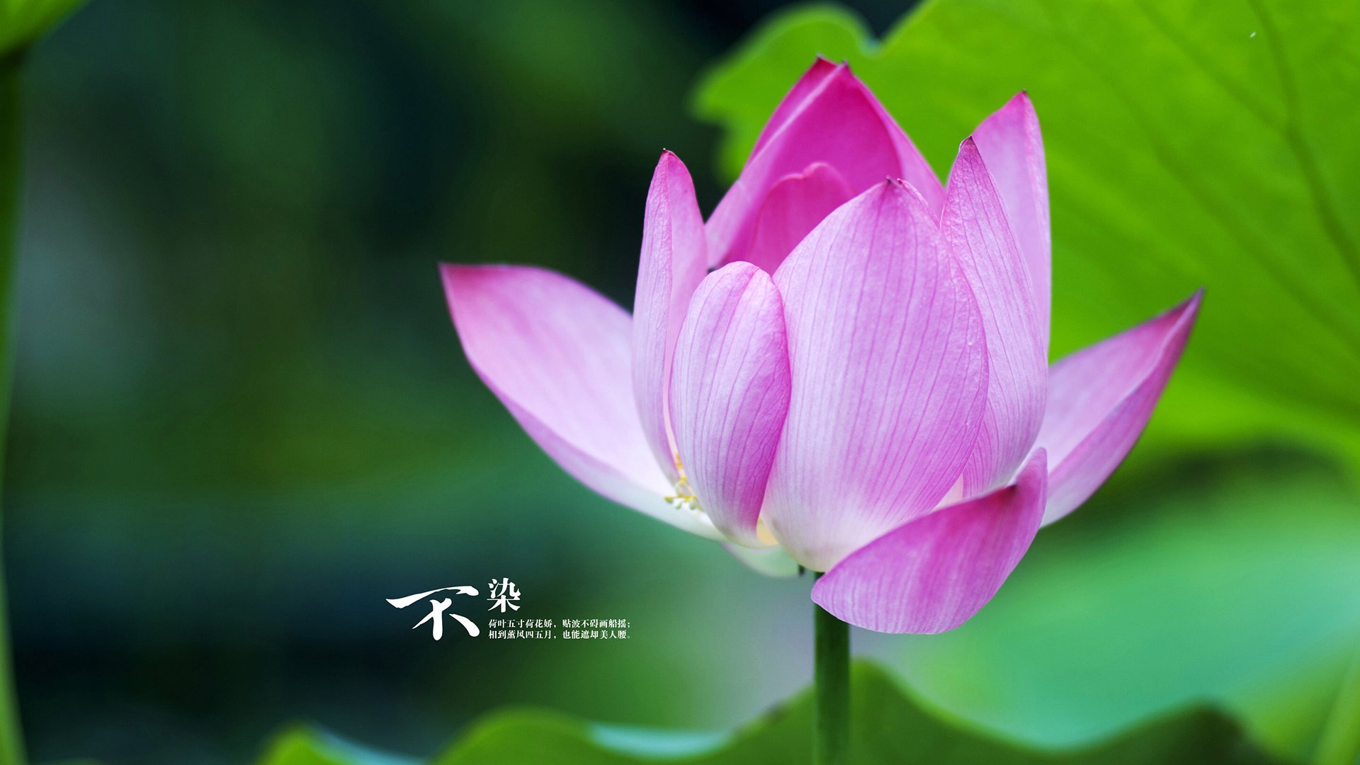 曼联双后腰联动强化中路防守,曼联套后腰