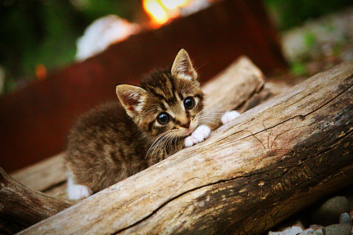 澳大利亚队未来如何利用青训体系打造新一代乒乓巨星,澳大利亚乒乓球