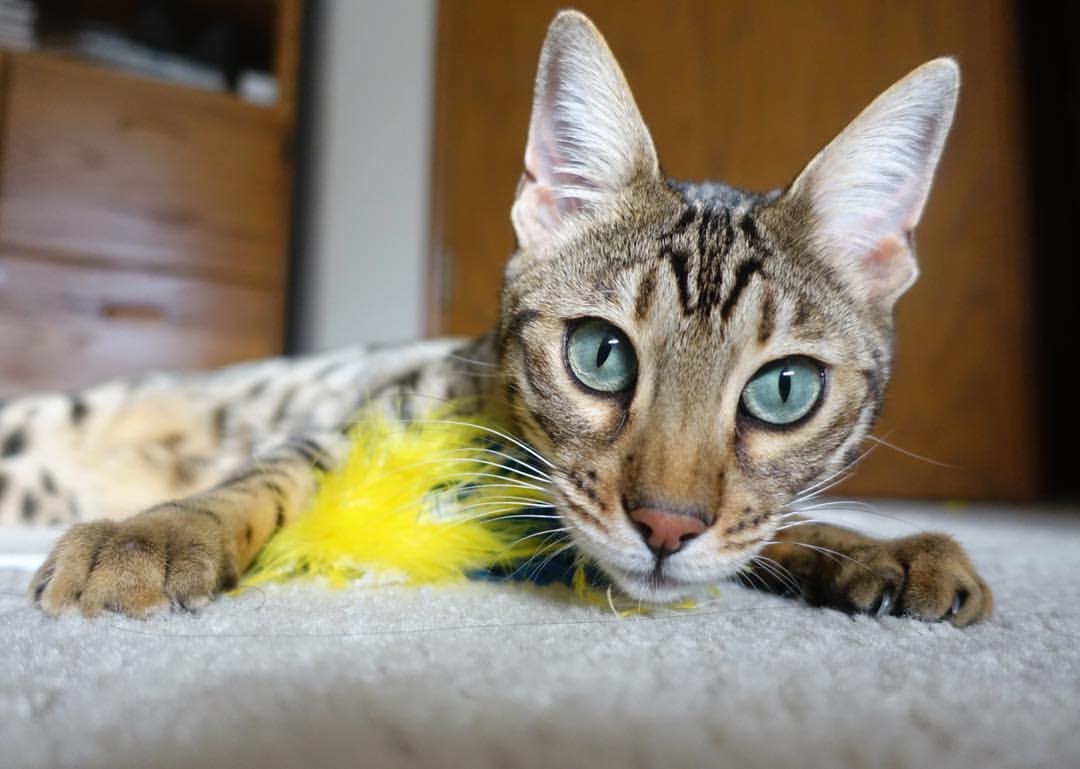 突尼斯希望防线失误导致致命失球,伊布吉普赛人