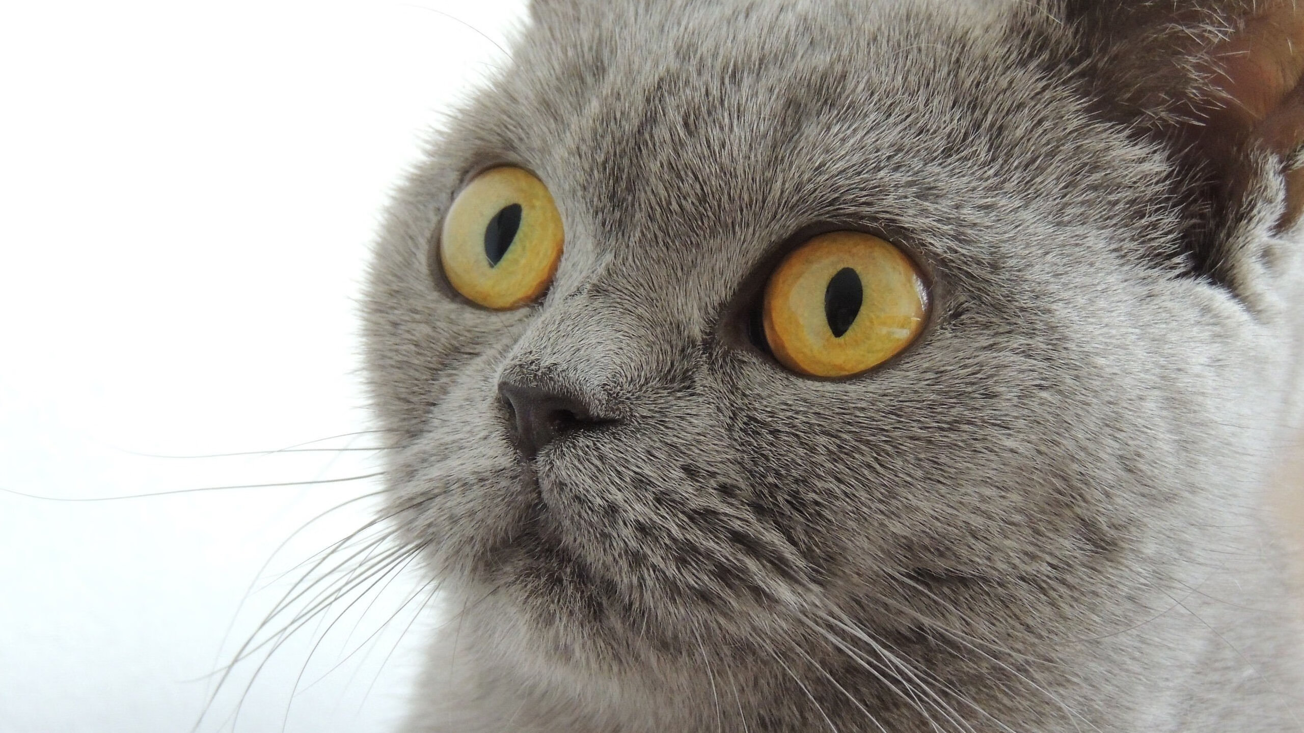 比利时首次闯入16强,篮球热潮席卷全国,比利时的篮球